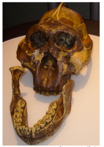 Craneo y mandíbula de un Zinjanthropus boisei , descubierto por Mary Leakey en 1959