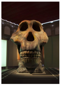 Cráneo de Homínido que preside la Exposición del Museo Regional de la Comunidad de Madrid en Alcalá de Henarés.